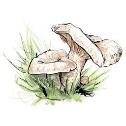 Spangrüner Kiefernreizker